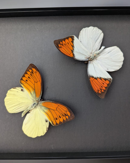 Framed brimstone wing butterfly set: yellow & orange indonesian display (8" x 10")