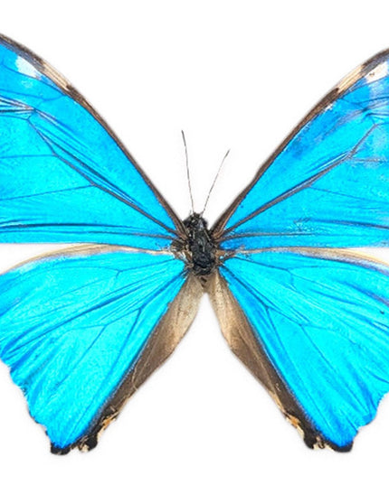 Papered Blue Morpho Butterfly Specimen, Taxidermy Display
