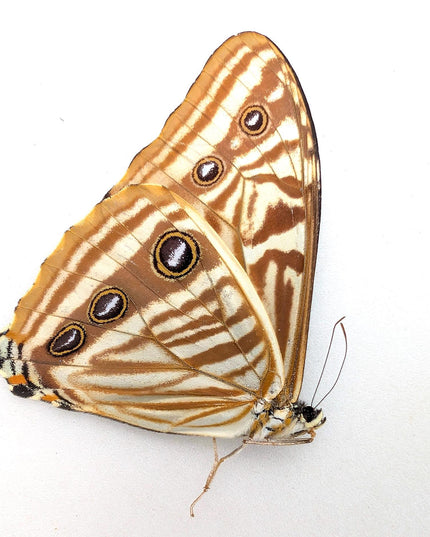 Papered Blue Morpho Butterfly Specimen, Taxidermy Display
