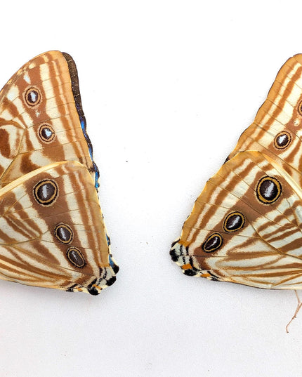 Morpho Zephyritis Butterfly Papered Specimen Set, Taxidermy