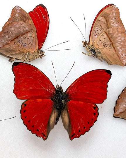 Cymothoe sangaris butterfly set: blood-red glider, papered specimens