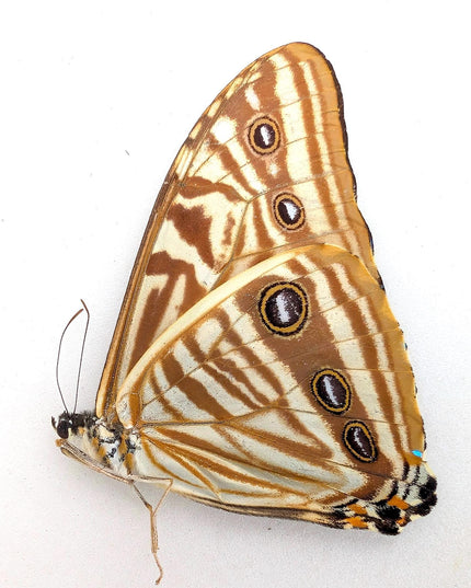 Papered Blue Morpho Butterfly Specimen, Taxidermy Display