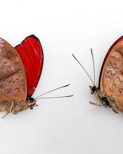Papered Blood-Red Glider Butterfly Specimens, Cymothoe sangaris Set