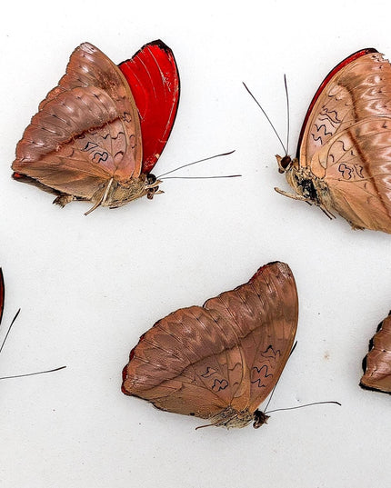 Cymothoe sangaris butterfly set: blood-red glider, papered specimens