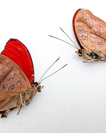 Papered Blood-Red Glider Butterfly Specimens, Cymothoe sangaris Set