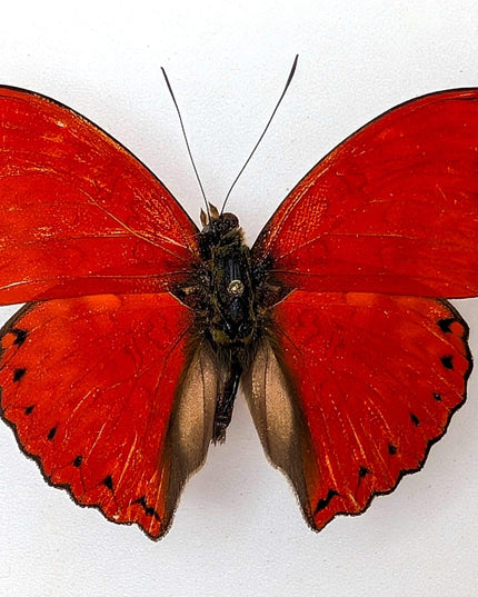 Cymothoe sangaris butterfly set: blood-red glider, papered specimens