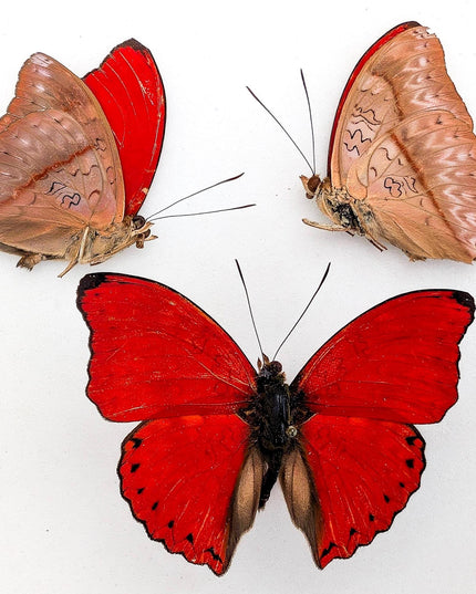 Papered Blood-Red Glider Butterfly Specimens, Cymothoe sangaris Set