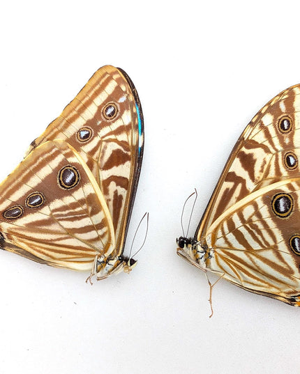 Morpho Zephyritis Butterfly Papered Specimen Set, Taxidermy