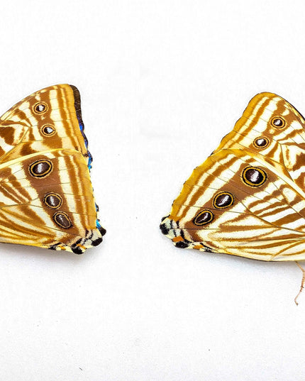 Morpho Zephyritis Butterfly Papered Specimen Set, Taxidermy