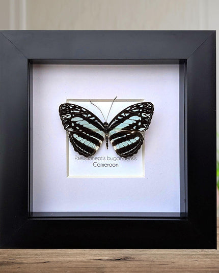 Framed Blue Sailer Butterfly Display, Ethically Sourced Taxidermy Gift