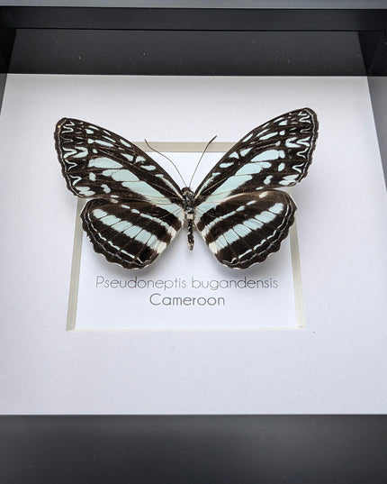 Framed Blue Sailer Butterfly Display, Ethically Sourced Taxidermy Gift