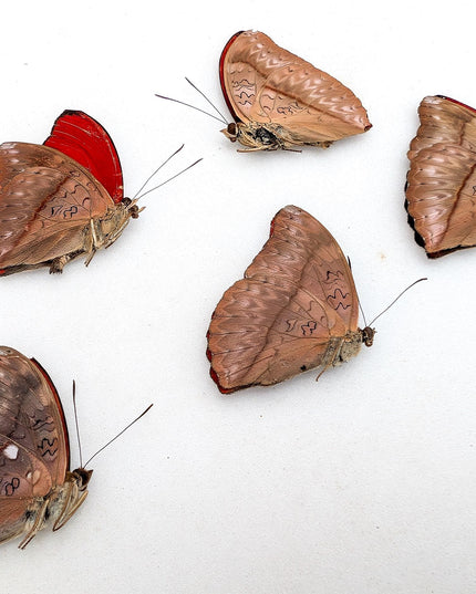 Cymothoe sangaris butterfly set: blood-red glider, papered specimens
