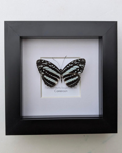 Framed Blue Sailer Butterfly Display, Ethically Sourced Taxidermy Gift