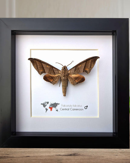 Framed falcatula falcatus moth specimen: ethically sourced entomology wall art