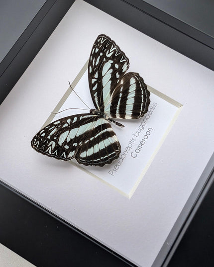 Framed Blue Sailer Butterfly Display, Ethically Sourced Taxidermy Gift
