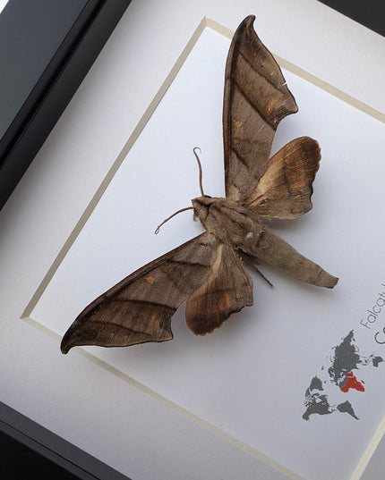 Framed falcatula falcatus moth specimen: ethically sourced entomology wall art