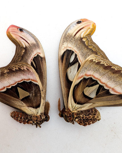 Attacus Atlas Moth Pair, Taxidermy Entomology Specimen, Nature Wall Art