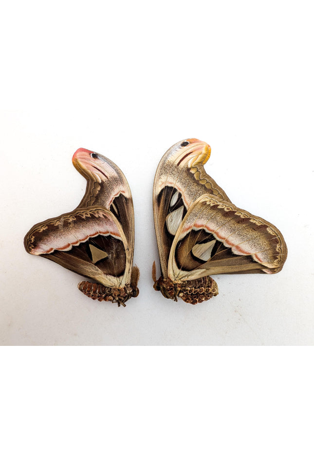 Attacus Atlas Moth Pair, Taxidermy Entomology Specimen, Nature Wall Art