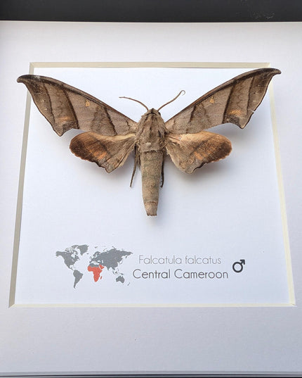 Framed falcatula falcatus moth specimen: ethically sourced entomology wall art