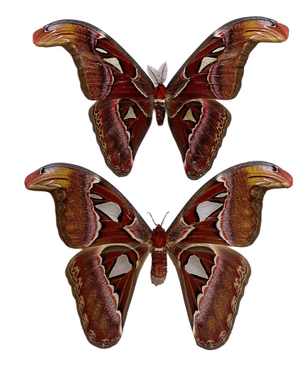Attacus Atlas Moth Pair, Taxidermy Entomology Specimen, Nature Wall Art