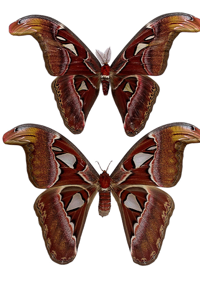 Attacus Atlas Moth Pair, Taxidermy Entomology Specimen, Nature Wall Art
