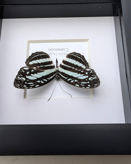 Framed Blue Sailer Butterfly Display, Ethically Sourced Taxidermy Gift
