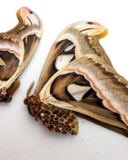 Attacus Atlas Moth Pair, Taxidermy Entomology Specimen, Nature Wall Art