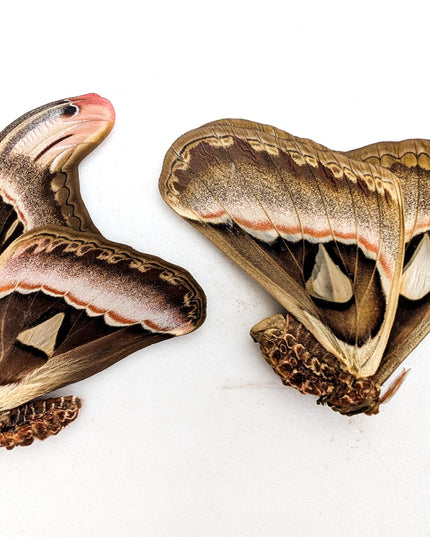 Attacus Atlas Moth Pair, Taxidermy Entomology Specimen, Nature Wall Art