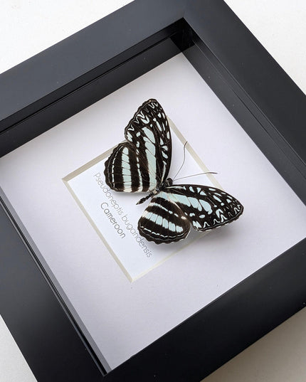 Framed Blue Sailer Butterfly Display, Ethically Sourced Taxidermy Gift