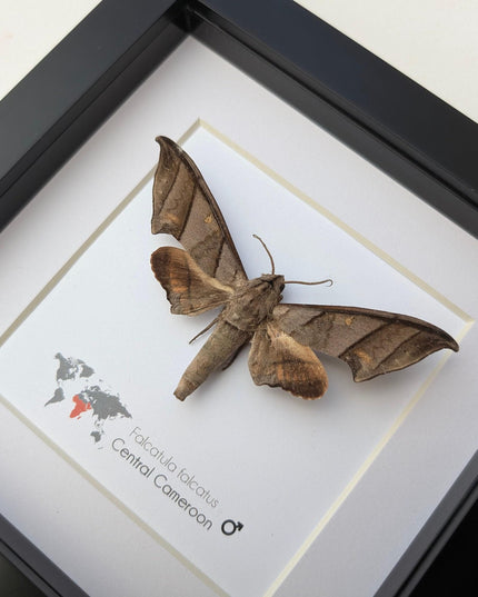 Framed falcatula falcatus moth specimen: ethically sourced entomology wall art