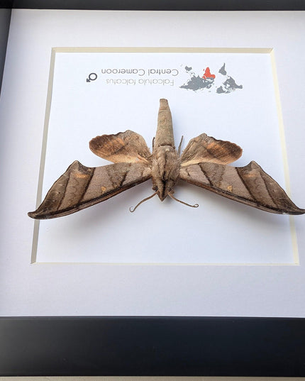 Framed falcatula falcatus moth specimen: ethically sourced entomology wall art