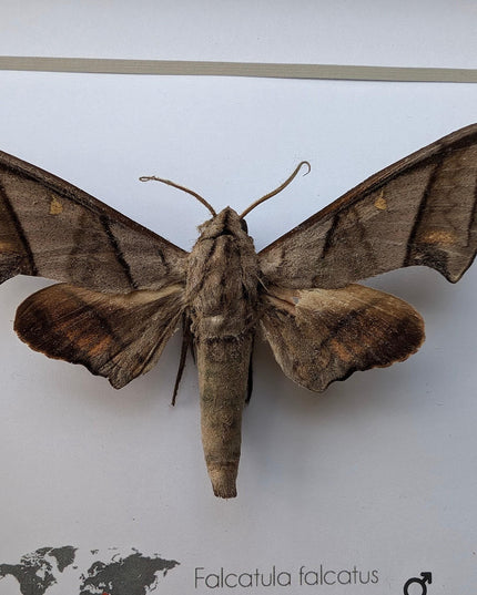 Framed falcatula falcatus moth specimen: ethically sourced entomology wall art