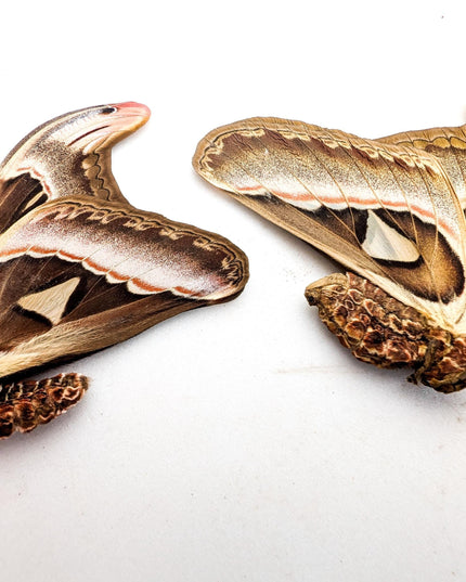 Attacus Atlas Moth Pair, Taxidermy Entomology Specimen, Nature Wall Art