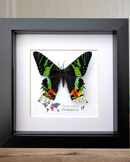 Framed Sunset Moth, Urania Ripheus, Taxidermy Entomology Art