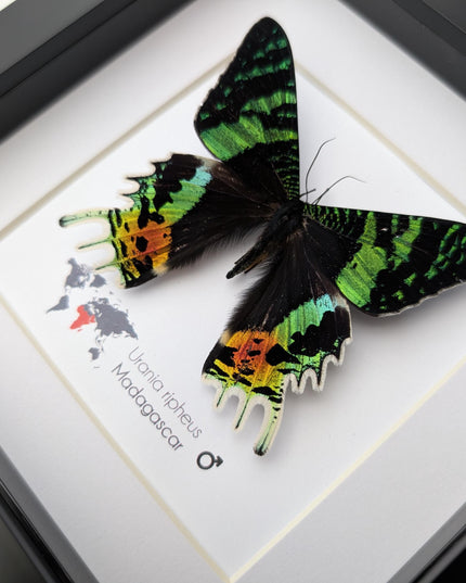 Framed Sunset Moth, Urania Ripheus, Taxidermy Entomology Art