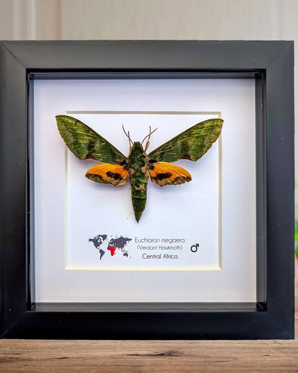 Framed Euchloron megaera Moth, African Sphinx, Ethically Sourced Taxidermy