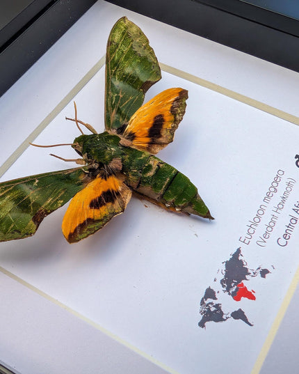 Framed Euchloron megaera Moth, African Sphinx, Ethically Sourced Taxidermy