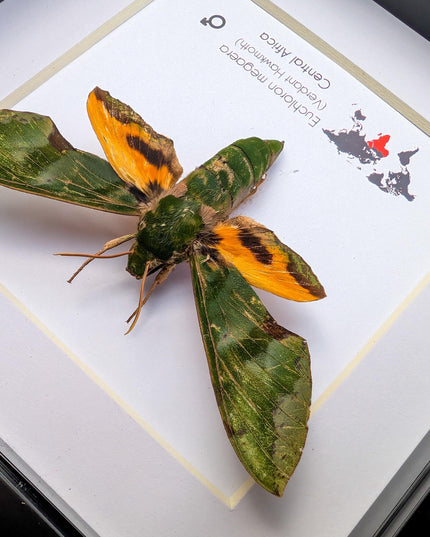 Framed Euchloron megaera Moth, African Sphinx, Ethically Sourced Taxidermy