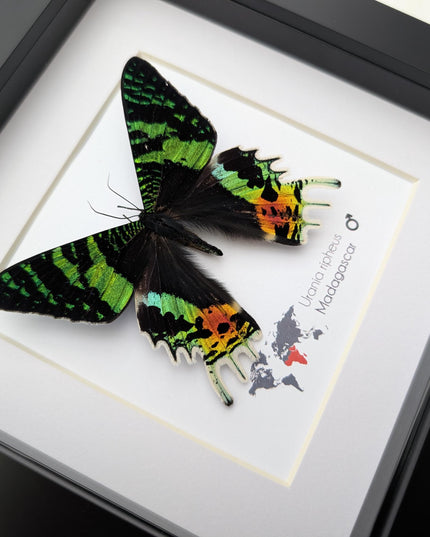 Framed Sunset Moth, Urania Ripheus, Taxidermy Entomology Art