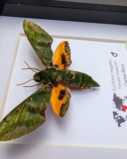 Framed Euchloron megaera Moth, African Sphinx, Ethically Sourced Taxidermy