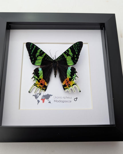 Framed Sunset Moth, Urania Ripheus, Taxidermy Entomology Art