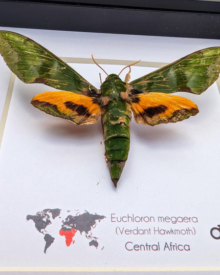 Framed Euchloron megaera Moth, African Sphinx, Ethically Sourced Taxidermy