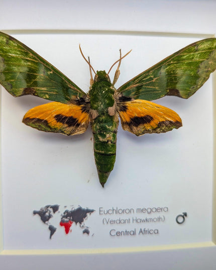 Framed Euchloron megaera Moth, African Sphinx, Ethically Sourced Taxidermy