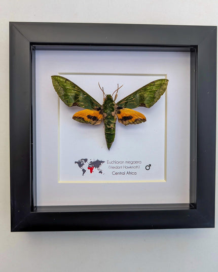 Framed Euchloron megaera Moth, African Sphinx, Ethically Sourced Taxidermy