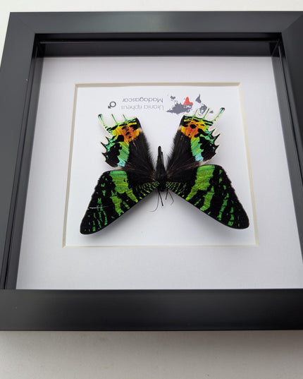 Framed Sunset Moth, Urania Ripheus, Taxidermy Entomology Art