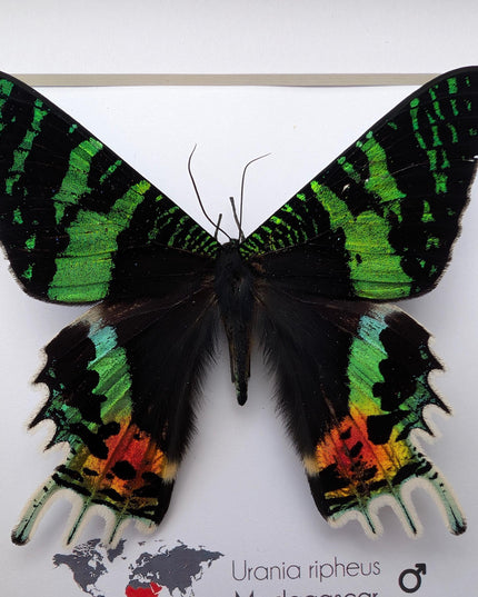 Framed Sunset Moth, Urania Ripheus, Taxidermy Entomology Art
