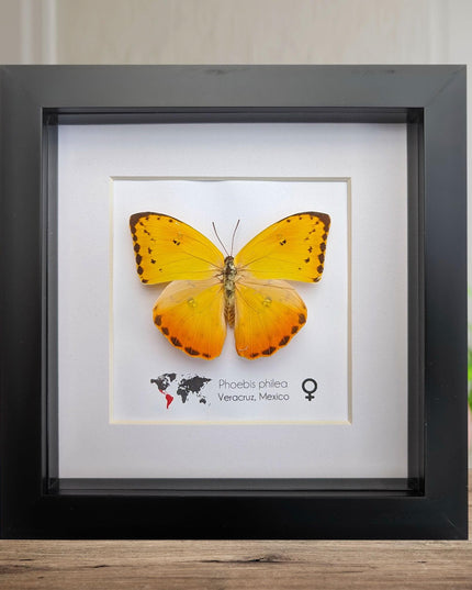 Framed phoebis philea butterfly: orange-barred sulphur, 6"x6" display