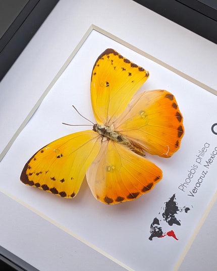 Framed phoebis philea butterfly: orange-barred sulphur, 6"x6" display