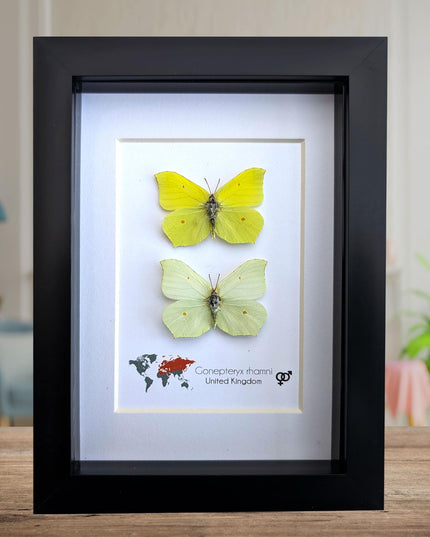 Rhanni's Sailor Butterfly Taxidermy, Ethically Sourced Nature Art, 5x7 Frame