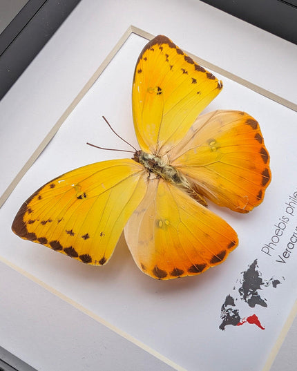 Framed phoebis philea butterfly: orange-barred sulphur, 6"x6" display